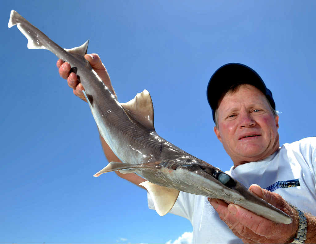 Fisherman Joe Rowley caught a rare gollum shark, named after the Lord of the Rings character, off the Sunshine Coast. It is not often seen in Queensland Waters. Fisherman Joe Rowley caught a rare gollum shark, named after the Lord of the Rings character, off the Sunshine Coast. It is not often seen in Queensland Waters.